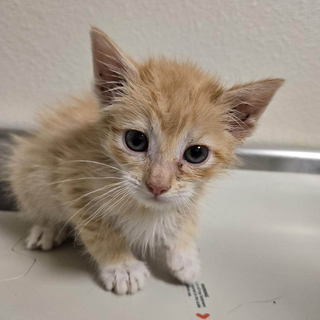 Maple, an adoptable Domestic Short Hair in Cody, WY, 82414 | Photo Image 1