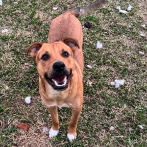 Flash, Young Male German Shepherd Dog