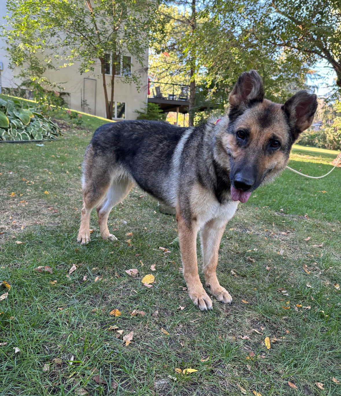 Berlin, an adoptable German Shepherd Dog in Hugo, MN, 55038 | Photo Image 1