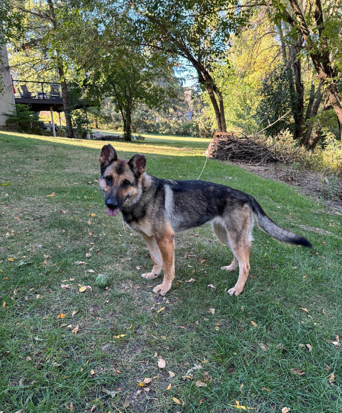 Berlin, an adoptable German Shepherd Dog in Hugo, MN, 55038 | Photo Image 2