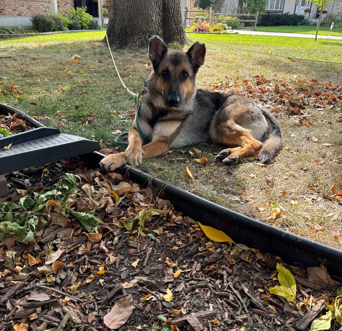 Berlin, an adoptable German Shepherd Dog in Hugo, MN, 55038 | Photo Image 3