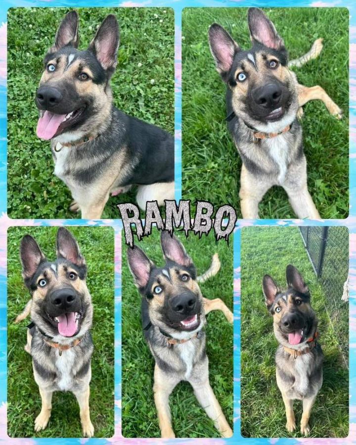 Rambo 1