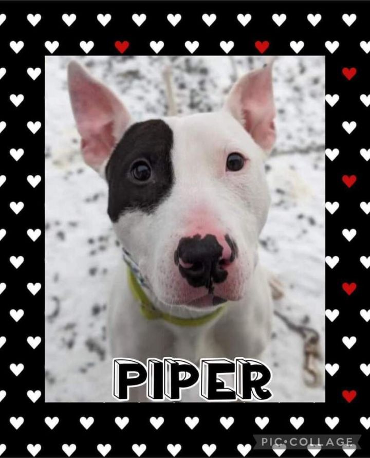 Piper 3