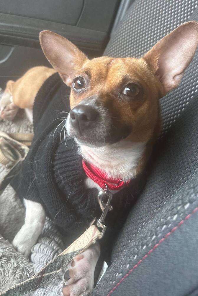 Evie