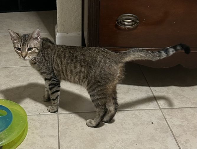 Zuzu
