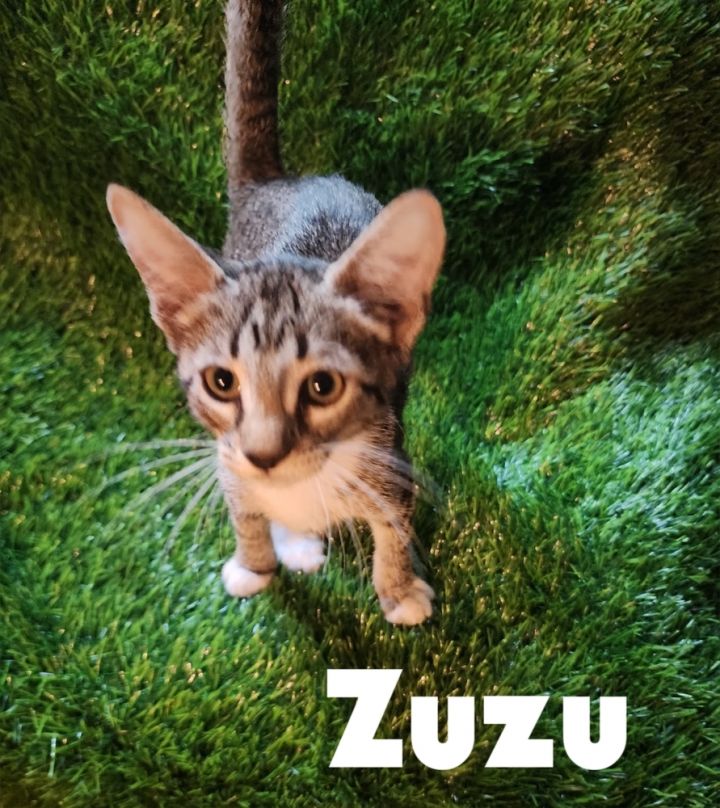 Zuzu 2