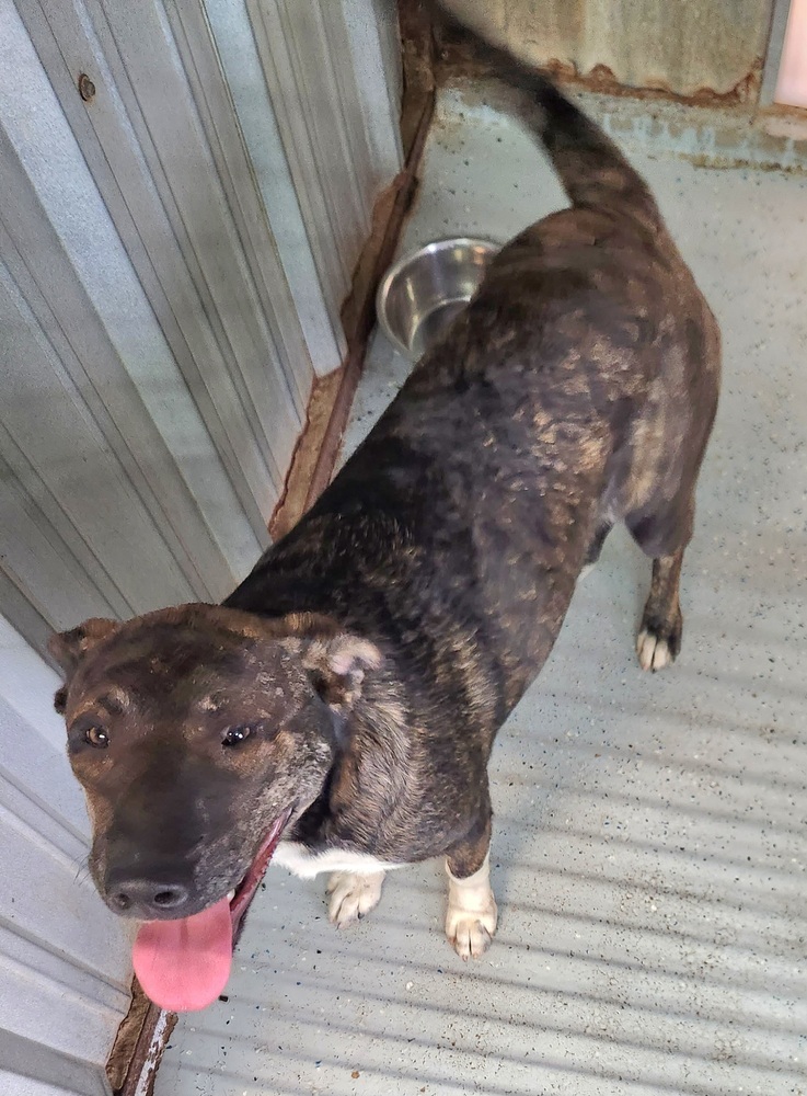 Brenda the brindle, an adoptable Bullmastiff, Mixed Breed in San Antonio, TX, 78264 | Photo Image 2