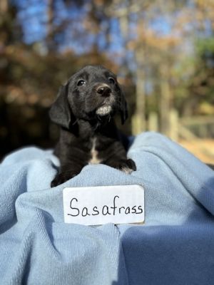 Sassafras (Rivers to the Chesapeake Pups)