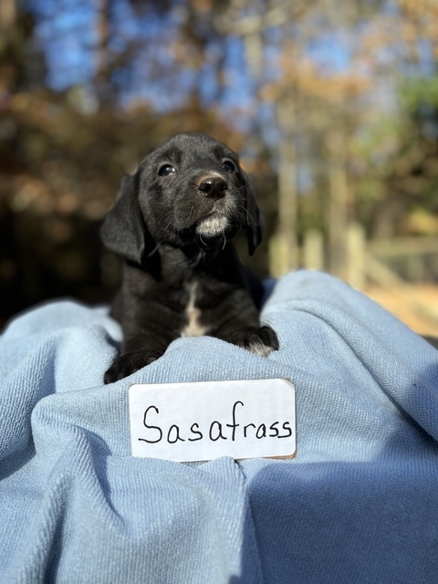 Sassafras (Rivers to the Chesapeake Pups) 1