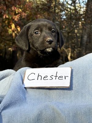 Chester (Rivers to the Chesapeake Pups)