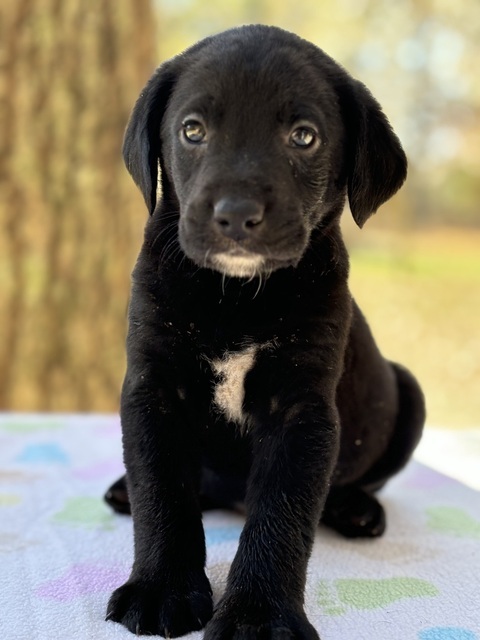 Chester (Rivers to the Chesapeake Pups) 2