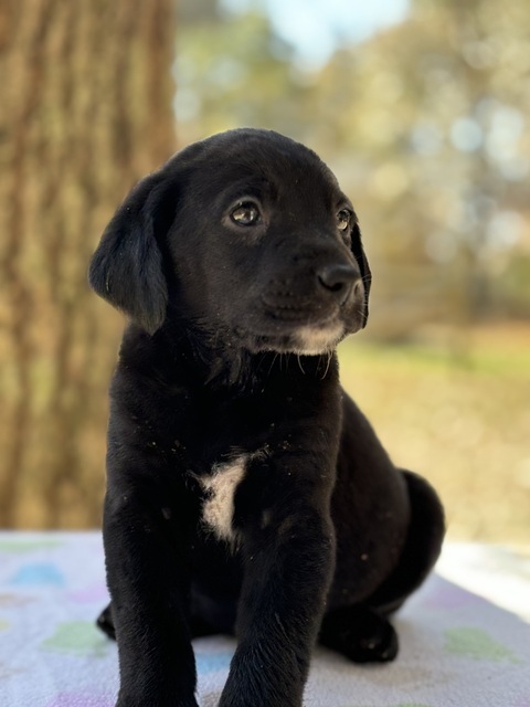 Chester (Rivers to the Chesapeake Pups) 3