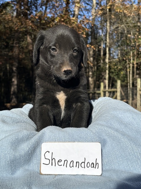 Shenandoah (Rivers to the Chesapeake Pups)