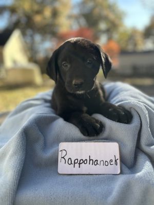 Rappahannock (Rivers to the Chesapeake Pups)