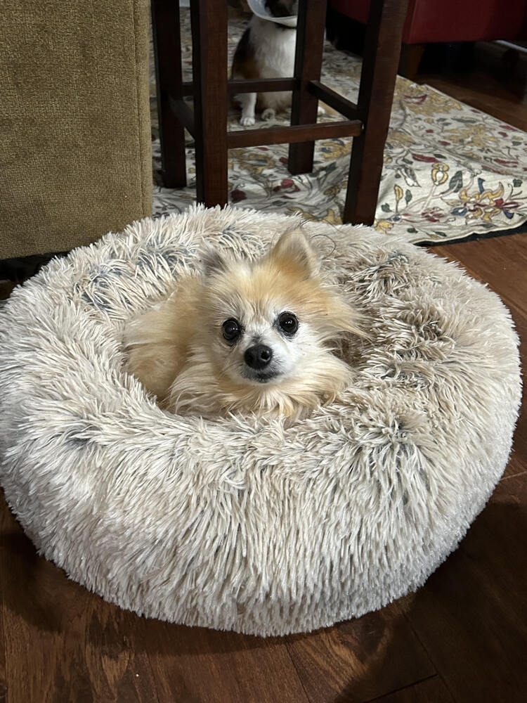 Tess, an adoptable Pomeranian in Columbus, OH, 43214 | Photo Image 1