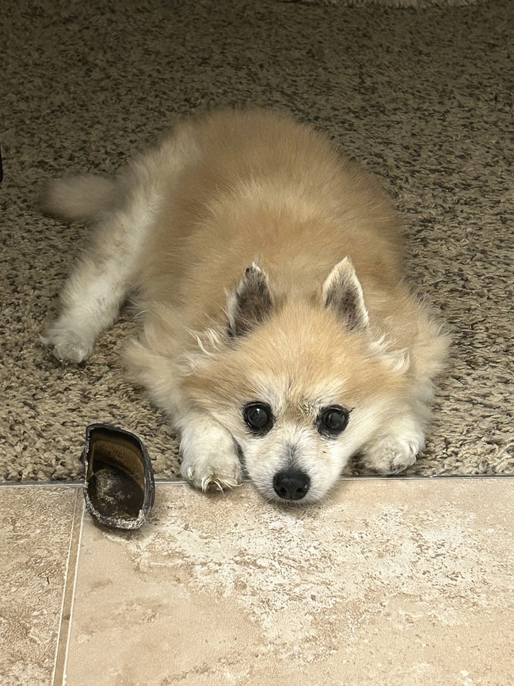 Tess, an adoptable Pomeranian in Columbus, OH, 43214 | Photo Image 2