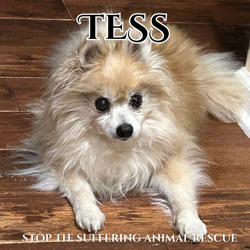 Tess, an adoptable Pomeranian in Columbus, OH, 43214 | Photo Image 2