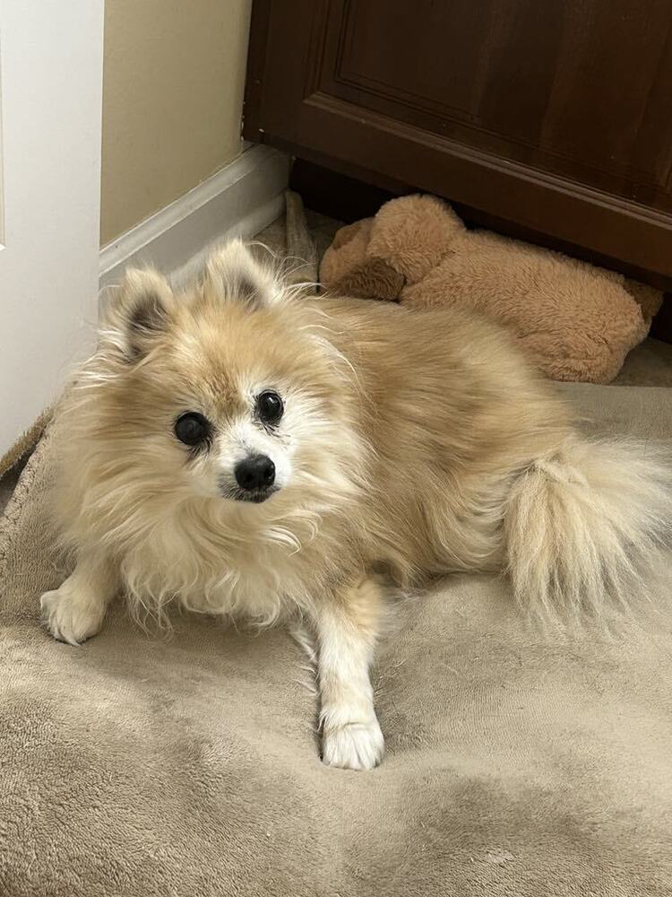 Tess, an adoptable Pomeranian in Columbus, OH, 43214 | Photo Image 3