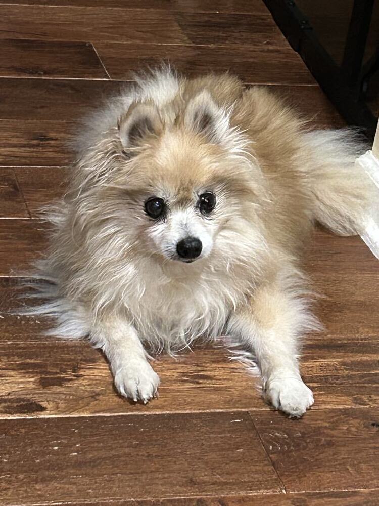 Tess, an adoptable Pomeranian in Columbus, OH, 43214 | Photo Image 4