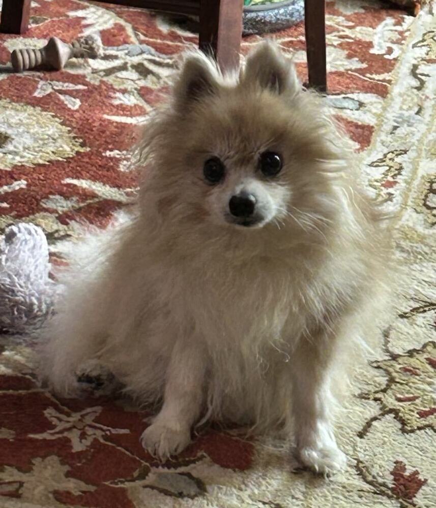 Tess, an adoptable Pomeranian in Columbus, OH, 43214 | Photo Image 5