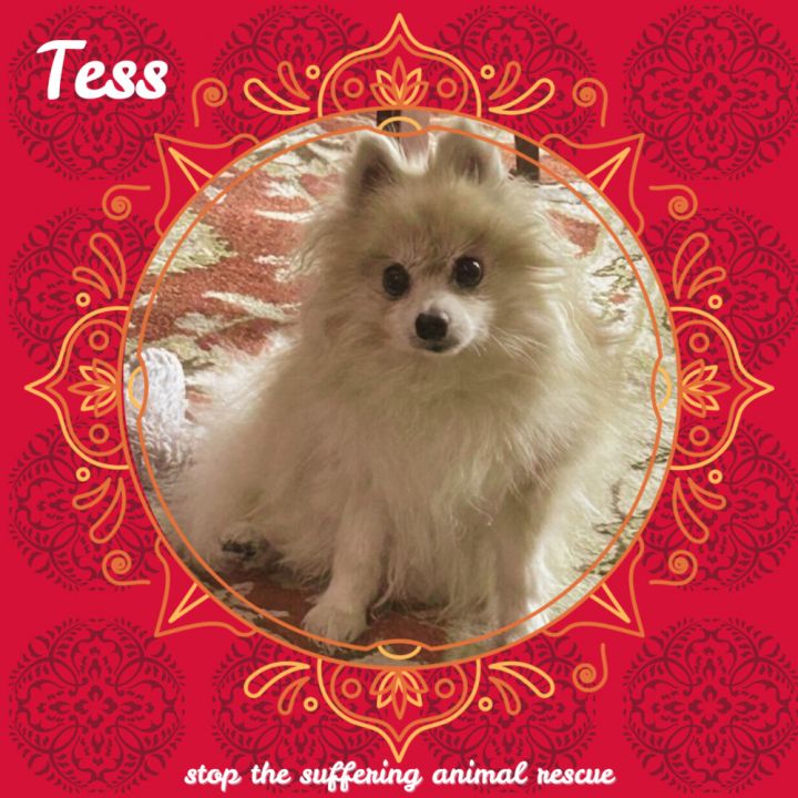 Tess 6