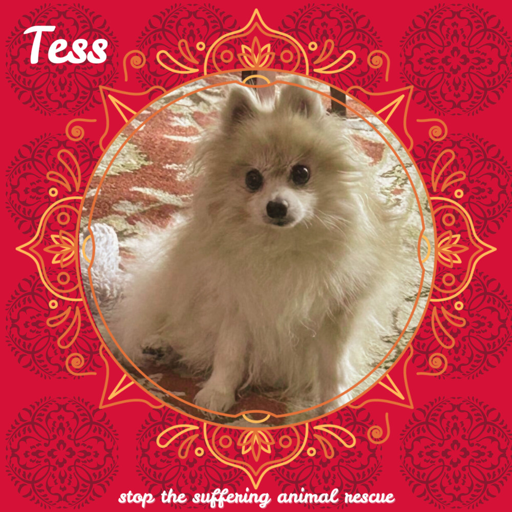 Tess, an adoptable Pomeranian in Columbus, OH, 43214 | Photo Image 6