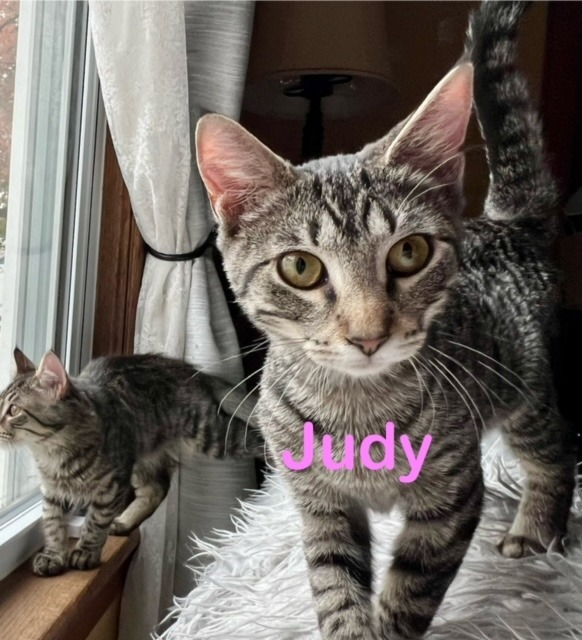 JUDY Kitten