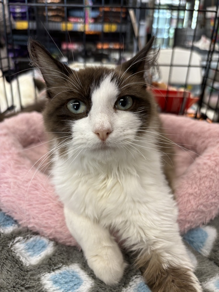 Vince 2, an adoptable Siamese, Ragdoll in Austin, TX, 78711 | Photo Image 1