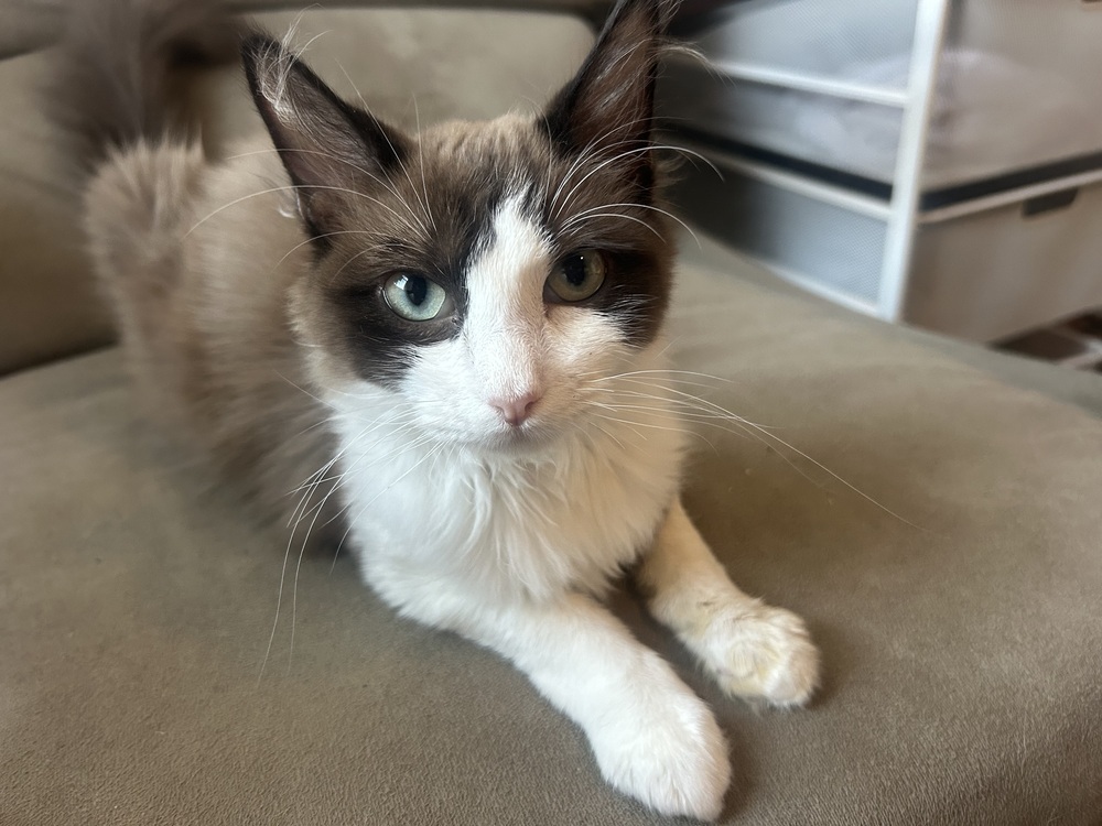 Vince 2, an adoptable Siamese, Ragdoll in Austin, TX, 78711 | Photo Image 3