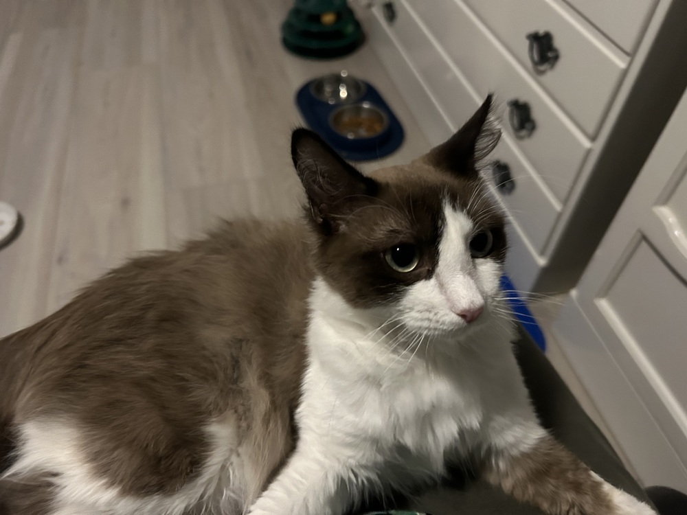 Vince 2, an adoptable Siamese, Ragdoll in Austin, TX, 78711 | Photo Image 4