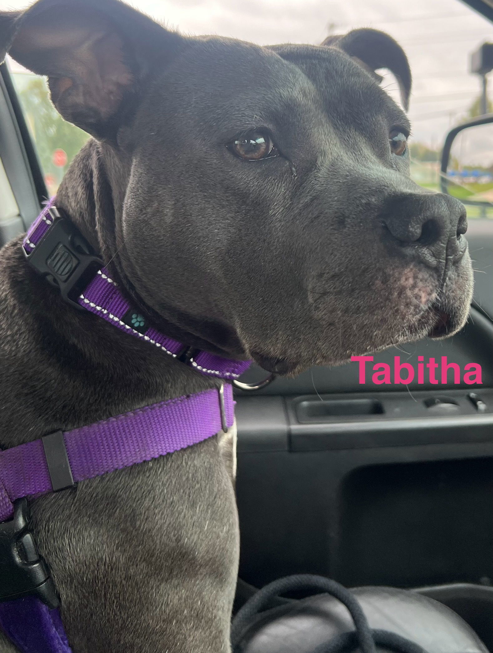 Tabitha