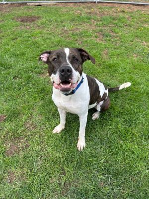 Bolt, Adult Male Pit Bull Terrier