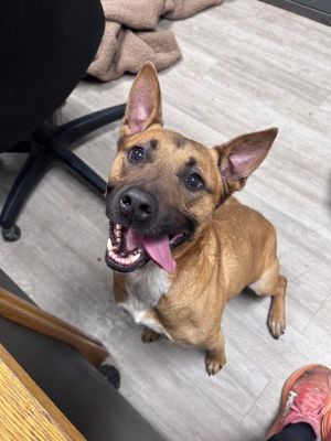 Archie