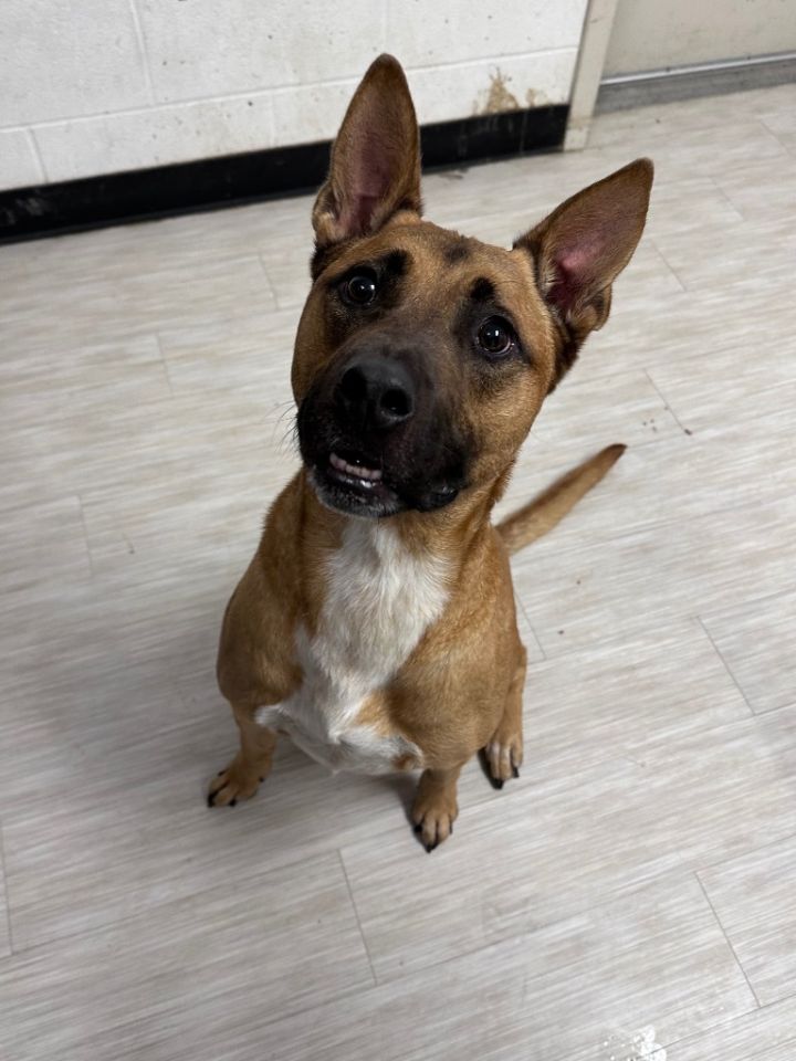 Archie 2