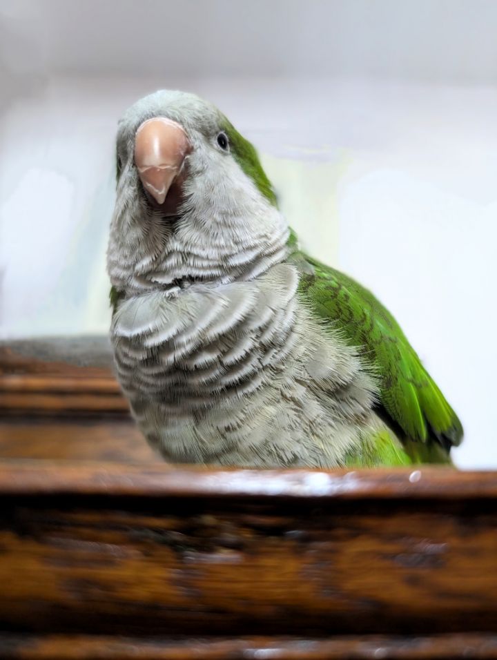 Koshi 5