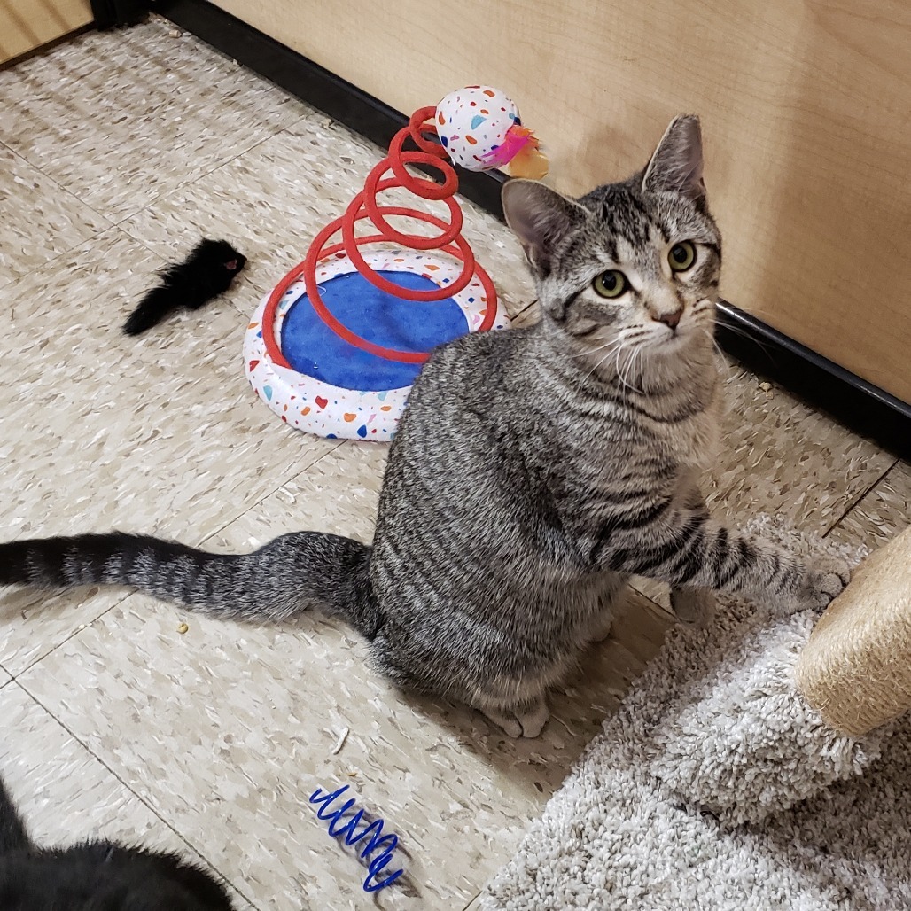 Tori 3, an adoptable Domestic Short Hair in Bulverde, TX, 78163 | Photo Image 1