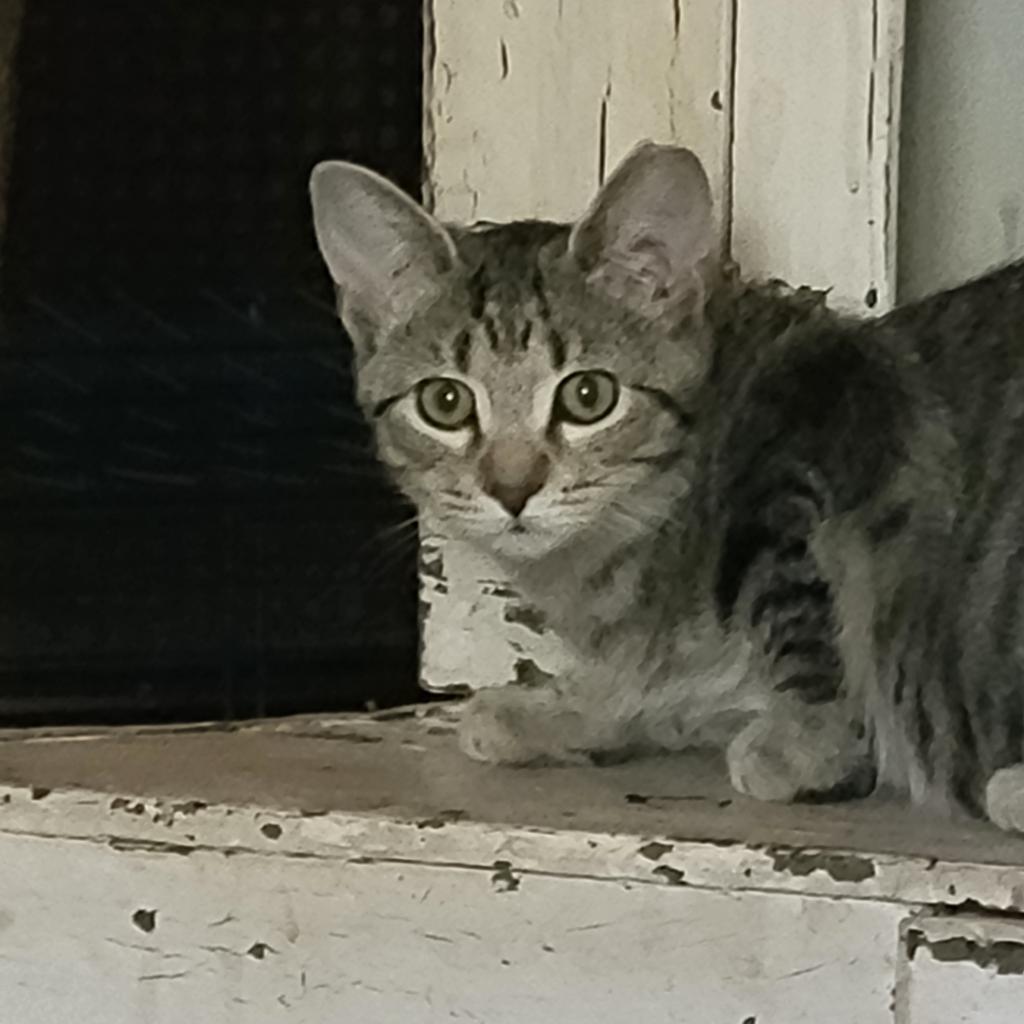 Tori 3, an adoptable Domestic Short Hair in Bulverde, TX, 78163 | Photo Image 2