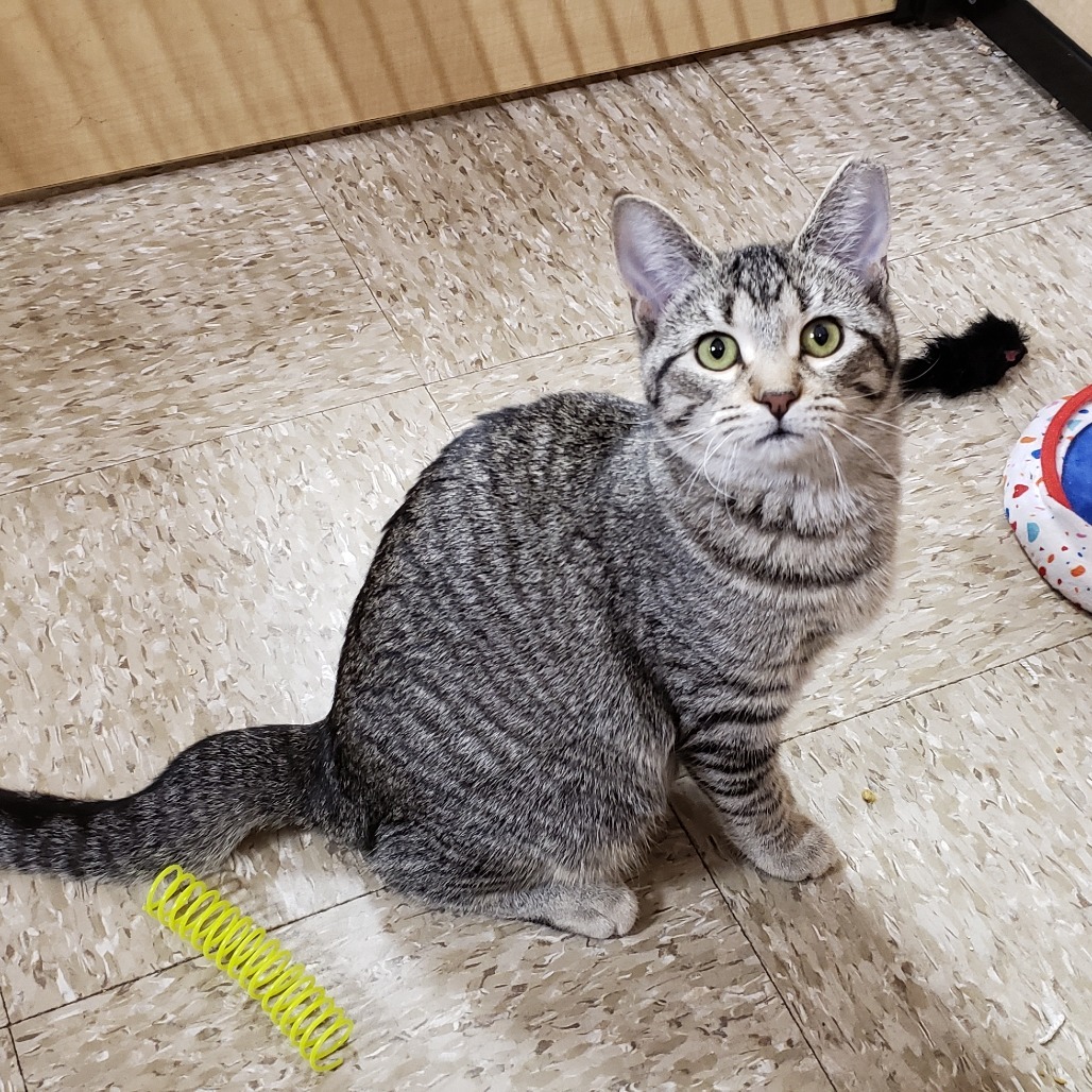 Tori 3, an adoptable Domestic Short Hair in Bulverde, TX, 78163 | Photo Image 3