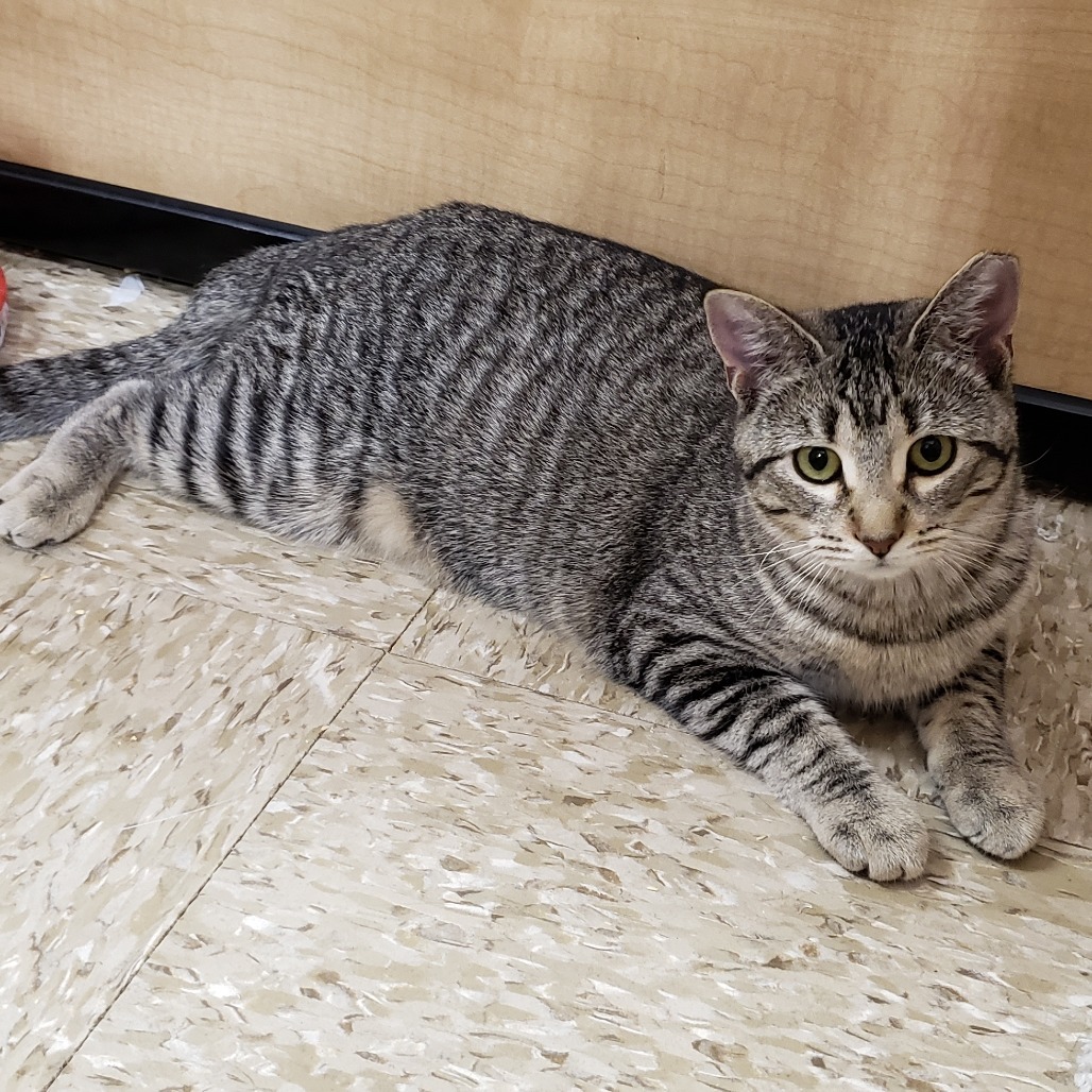 Tori 3, an adoptable Domestic Short Hair in Bulverde, TX, 78163 | Photo Image 4
