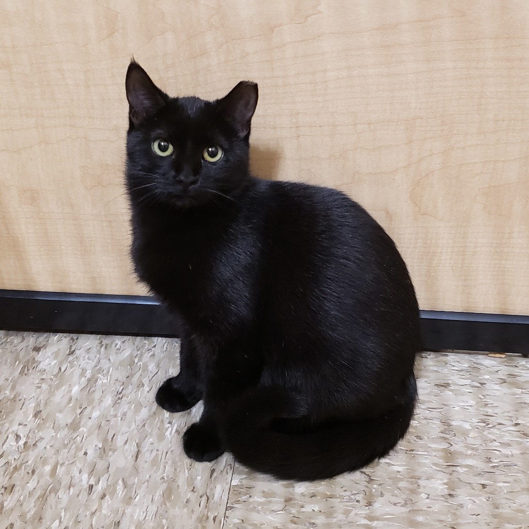 Abi, an adoptable Domestic Short Hair in Bulverde, TX, 78163 | Photo Image 1