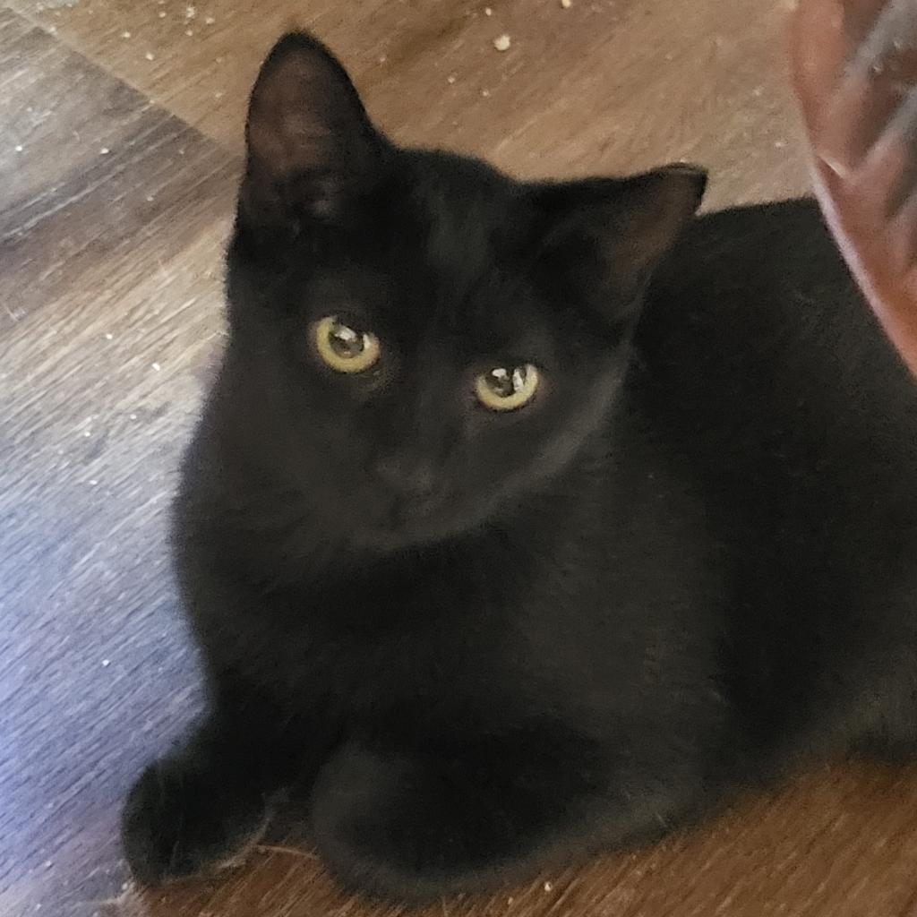 Abi, an adoptable Domestic Short Hair in Bulverde, TX, 78163 | Photo Image 3