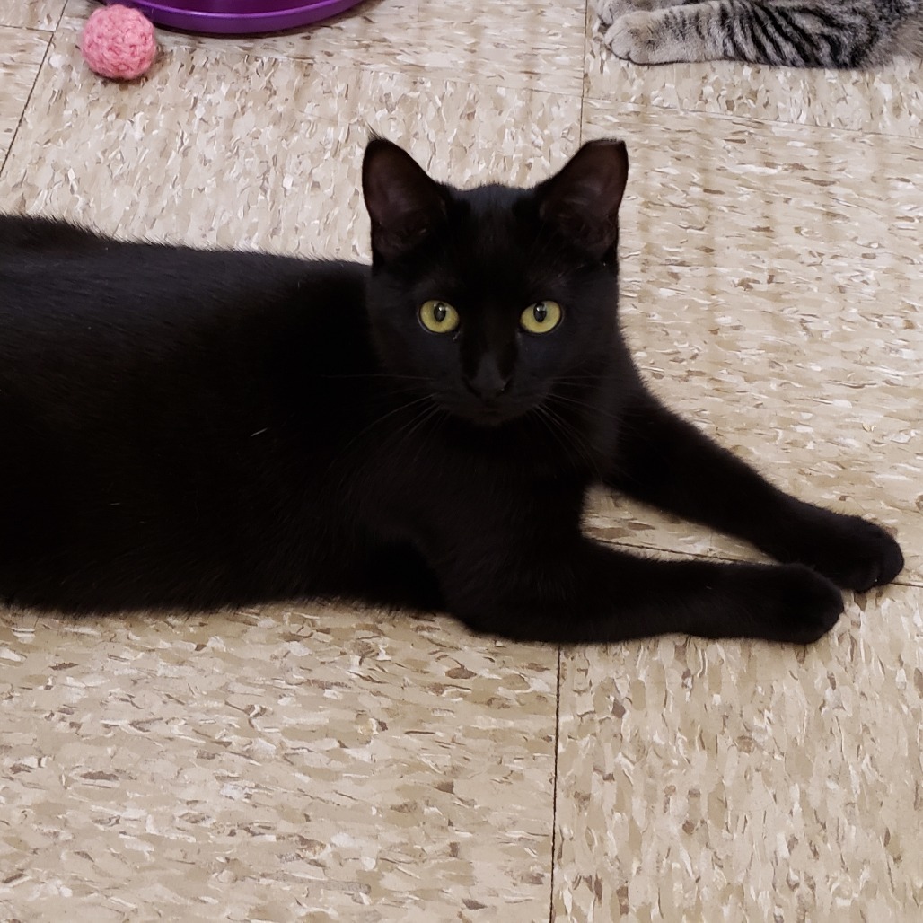 Abi, an adoptable Domestic Short Hair in Bulverde, TX, 78163 | Photo Image 4