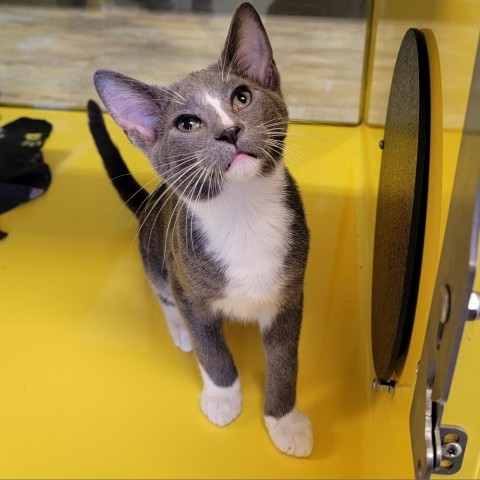 Misterwind, an adoptable Domestic Short Hair in Abilene, TX, 79602 | Photo Image 1