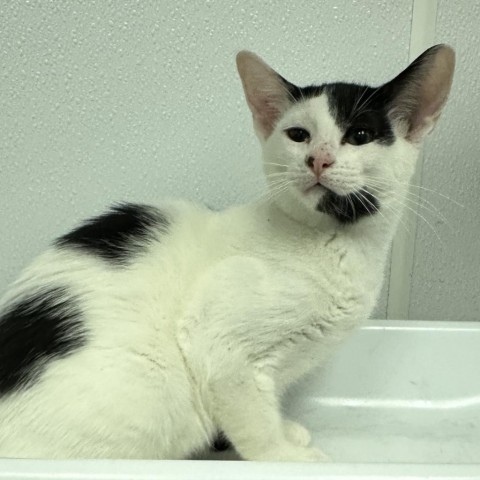 Snowwhisker, an adoptable Domestic Short Hair in Abilene, TX, 79602 | Photo Image 1