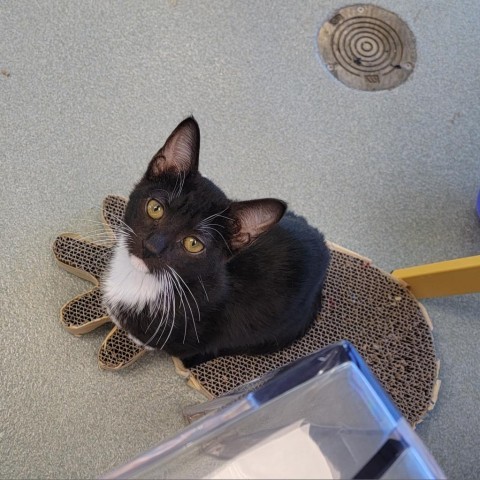 Ashfall, an adoptable Domestic Short Hair in Abilene, TX, 79602 | Photo Image 1