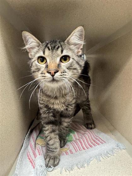 iNabber, an adoptable Domestic Medium Hair, Domestic Short Hair in Hutchinson, KS, 67504 | Photo Image 1