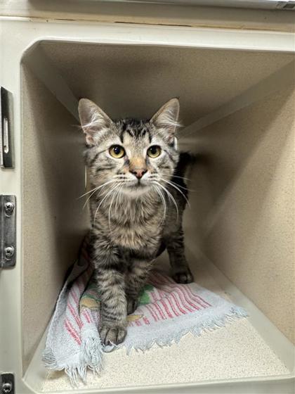 iNabber, an adoptable Domestic Medium Hair, Domestic Short Hair in Hutchinson, KS, 67504 | Photo Image 2