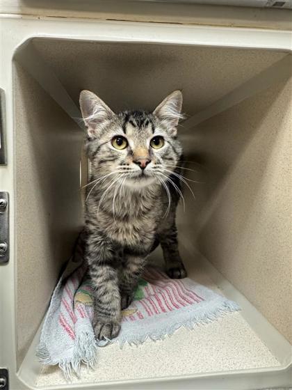 iNabber, an adoptable Domestic Medium Hair, Domestic Short Hair in Hutchinson, KS, 67504 | Photo Image 3