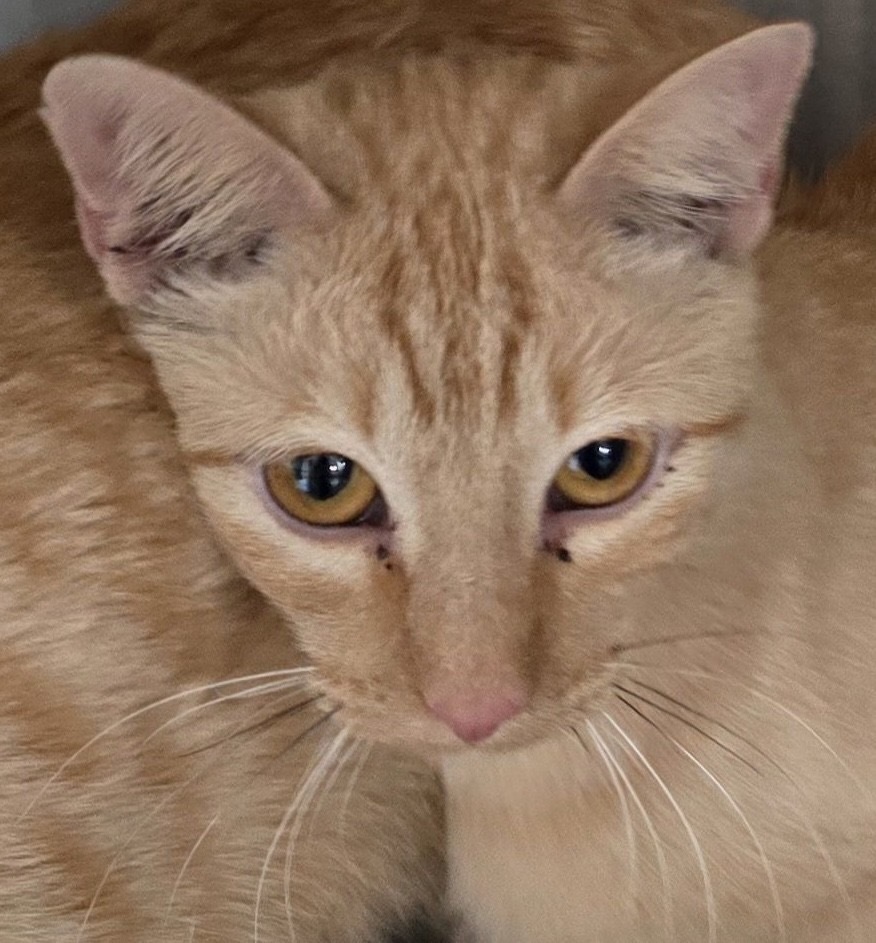 Seville, an adoptable Domestic Short Hair in Grand Junction, CO, 81505 | Photo Image 1
