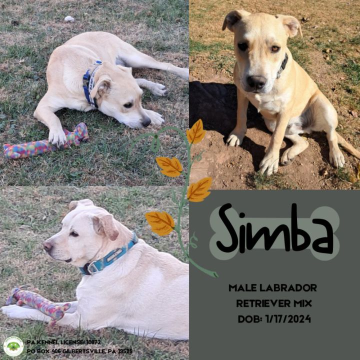 Simba 1